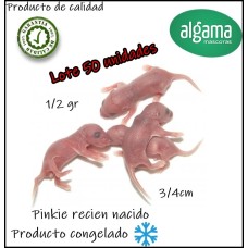 Lote Pinky de ratón recién nacido 50 unidades  (Producto Congelado) 